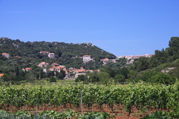 lastovo vineyards