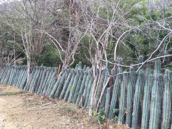 cactus fence