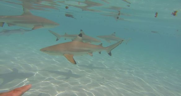 Frame-06-08-2018-14-39-31