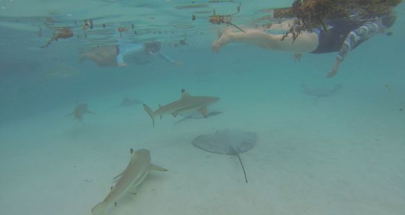 Frame-06-08-2018-15-06-29